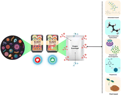 Graphical abstract: Non-iron oxygen scavengers in food packaging: mechanisms, applications, and the shift towards green alternatives