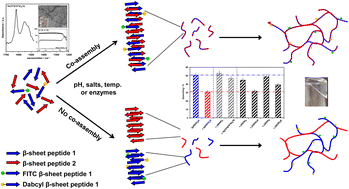 Graphical abstract: Investigating the co-assembly of amphipathic peptides