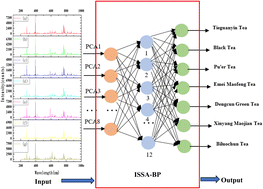 Graphical abstract: Rapid classification of tea using laser-induced breakdown spectroscopy coupled with a BP neural network optimized by improved SSA