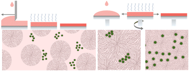 Graphical abstract: Influence of film formation kinetics on the dispersion of colloidal quantum dots in organic small molecule matrices