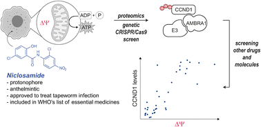 Graphical abstract: Niclosamide: CRL4AMBRA1 mediated degradation of cyclin D1 following mitochondrial membrane depolarization