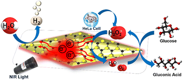 Graphical abstract: Anisotropic Au nanobypyramids with molybdenum disulfide for plasmon-enhanced electrocatalysis, biosensing and energy production