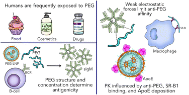Graphical abstract: The curious case of anti-PEG antibodies