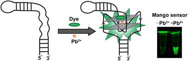 Graphical abstract: RNA Mango-based sensors for lead