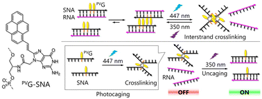 Graphical abstract: Reversible photocycloaddition of 8-pyrenylvinylguanine for photoreactive serinol nucleic acid (SNA)