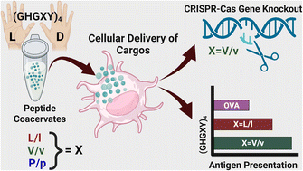 Graphical abstract: Histidine-rich enantiomeric peptide coacervates enhance antigen sequestration and presentation to T cells