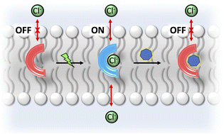 Graphical abstract: Resonsive anion transport with a Hamilton receptor-based anionophore controlled by photo-activation and host–guest competitive inhibition
