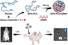 Graphical abstract: A simple epoxide modification strategy to construct amino-functional poly(2-oxazoline) mRNA delivery vectors
