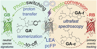 Graphical abstract: Ultrafast spectroscopic signatures for off-to-on photoswitchable species in a green-to-red photoconvertible fluorescent protein