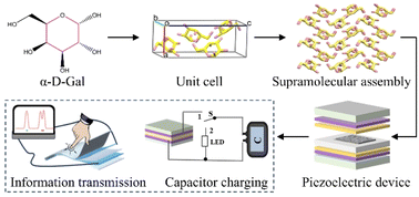Graphical abstract: Natural monosaccharide-based piezoelectric supramolecular materials for energy harvesting and information transmission