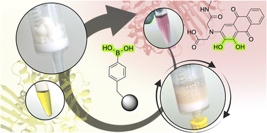 Graphical abstract: Going full circle: dynamic covalent enzyme immobilisation via visually trackable boronate esters