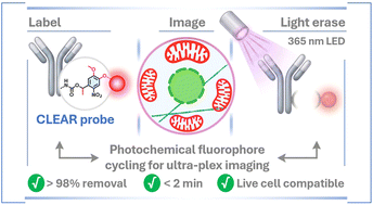 Graphical abstract: Optically switchable CLEAR probes enable rapid, biocompatible and high-efficiency fluorophore exchange for ultra-plex, high-resolution immunofluorescence imaging