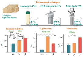 Graphical abstract: Evaluating the industrial potential of emerging biomass pretreatment technologies in bioethanol production and lipid recovery from transgenic sugarcane