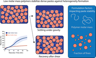Graphical abstract: Effect of polymer binder on dispersion stability of dense non-colloidal pastes