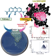Graphical abstract: A sustainable bioinspired nano-assembly of live marine bacteria for mineralization of phenothiazine dye