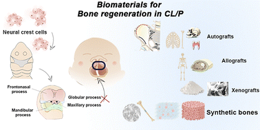 Graphical abstract: Comprehensive overview of biomaterials for bone regeneration in cleft lip and palate