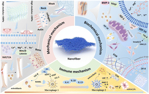 Graphical abstract: Nanofiber-based mechanochemical and immunological regulation of bone–tendon interface regeneration