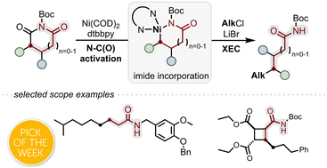 Graphical abstract: Ring-opening decarbonylative C(sp3)–C(sp3) cross-electrophile coupling of cyclic imides with unactivated alkyl chlorides