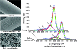 Graphical abstract: Photo-hydrogen production by Rhodopseudomonas faecalis RLD-53 immobilized on the surface of modified activated carbon fibers