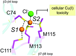 Graphical abstract: The S2 Cu(i) site in CupA from Streptococcus pneumoniae is required for cellular copper resistance