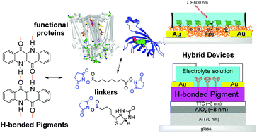 Graphical abstract: Bioconjugation of hydrogen-bonded organic semiconductors with functional proteins