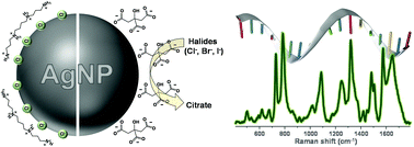 Graphical abstract: Silver colloids as plasmonic substrates for direct label-free surface-enhanced Raman scattering analysis of DNA