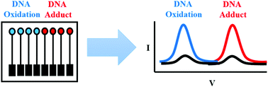 Graphical abstract: Microfluidic array for simultaneous detection of DNA oxidation and DNA-adduct damage