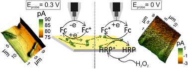 Graphical abstract: Imaging of localized enzymatic peroxidase activity over unbiased individual gold nanowires by scanning electrochemical microscopy