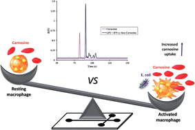 Graphical abstract: Monitoring carnosine uptake by RAW 264.7 macrophage cells using microchip electrophoresis with fluorescence detection