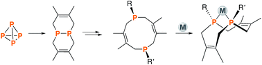 Graphical abstract: A family of cis-macrocyclic diphosphines: modular, stereoselective synthesis and application in catalytic CO2/ethylene coupling