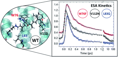 Graphical abstract: Effect of point mutations on the ultrafast photo-isomerization of Anabaena sensory rhodopsin