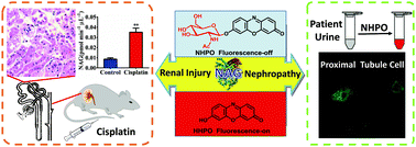 Graphical abstract: NAG-targeting fluorescence based probe for precision diagnosis of kidney injury