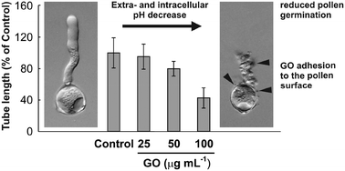 Graphical abstract: Graphene oxide impairs the pollen performance of Nicotiana tabacum and Corylus avellana suggesting potential negative effects on the sexual reproduction of seed plants