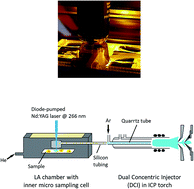 Graphical abstract: Critical evaluation of fast and highly resolved elemental distribution in single cells using LA-ICP-SFMS