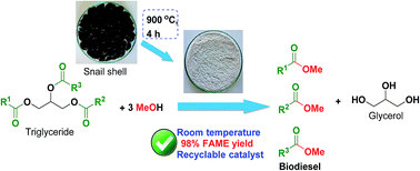 Graphical abstract: Waste snail shell derived heterogeneous catalyst for biodiesel production by the transesterification of soybean oil