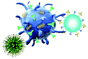 Graphical abstract: Biomimic strategies for modulating the interaction between particle adjuvants and antigen-presenting cells