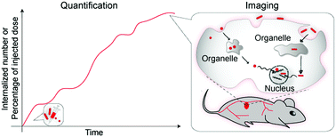 Graphical abstract: The impact of nanoparticle shape on cellular internalisation and transport: what do the different analysis methods tell us?