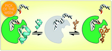 Graphical abstract: A catalytic protein–proteomimetic complex: using aromatic oligoamide foldamers as activators of RNase S