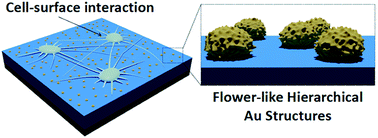 Graphical abstract: Early osteoblastic activity on TiO2 thin films decorated with flower-like hierarchical Au structures