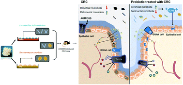 Graphical abstract: Lactobacillus kefiranofaciens JKSP109 and Saccharomyces cerevisiae JKSP39 isolated from Tibetan kefir grain co-alleviated AOM/DSS induced inflammation and colorectal carcinogenesis