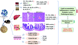 Graphical abstract: Lactobacillus plantarum 23-1 improves intestinal inflammation and barrier function through the TLR4/NF-κB signaling pathway in obese mice