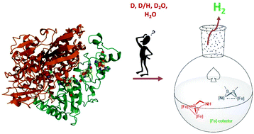 Graphical abstract: Deuteration mechanistic studies of hydrogenase mimics