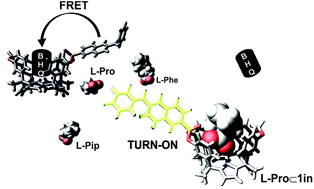 Graphical abstract: Supramolecular fluorescence sensing of l-proline and l-pipecolic acid