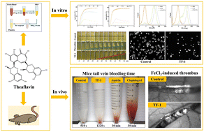 Graphical abstract: Theaflavin: a natural candidate to restrain thrombosis