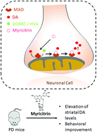 Graphical abstract: Myricitrin – a flavonoid isolated from the Indian olive tree (Elaeocarpus floribundus) – inhibits Monoamine oxidase in the brain and elevates striatal dopamine levels: therapeutic implications against Parkinson's disease