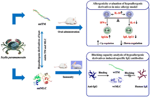 Graphical abstract: Hypoallergenic derivatives of Scylla paramamosain heat-stable allergens alleviated food allergy symptoms in Balb/c mice