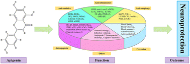 Graphical abstract: |Therapeutic and preventive effects of apigenin in cerebral ischemia: a review