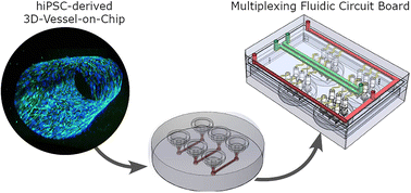 Graphical abstract: Multiplexed fluidic circuit board for controlled perfusion of 3D blood vessels-on-a-chip