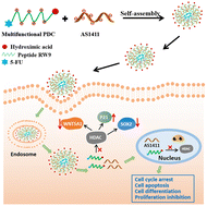 Graphical abstract: An assembly-inducing PDC enabling the efficient nuclear delivery of nucleic acid for cancer stem-like cell suppression