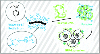 Graphical abstract: Bottlebrush copolymers for gene delivery: influence of architecture, charge density, and backbone length on transfection efficiency